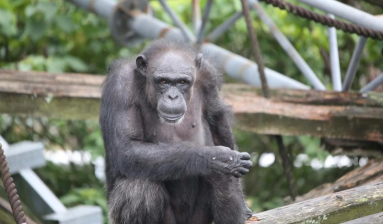 Japonya'da bilişsel becerileriyle tanınan şempanze Ai, 49 yaşında öldü