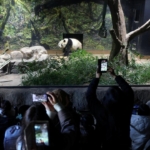 Japonya'da, Çin'e gönderilecek pandalara veda için binlerce kişi hayvanat bahçesine akın etti