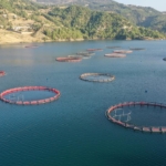 Karadenizin su ürünleri ihracatı 36 ülkeye ulaştı