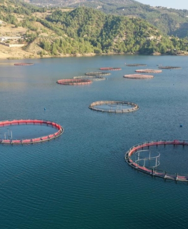 Karadenizin su ürünleri ihracatı 36 ülkeye ulaştı