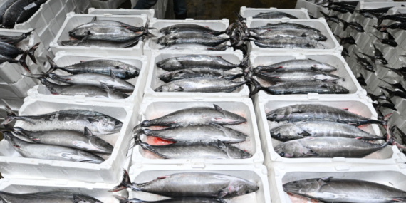 Marmara Denizi'nde torik bolluğu