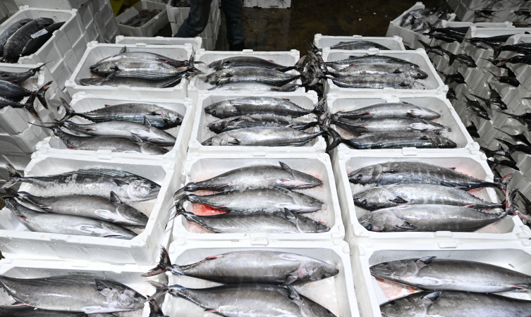 Marmara Denizi'nde torik bolluğu