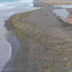 Su sümbülleri yağışla birlikte Akdeniz kıyısını yeşile bürüdü