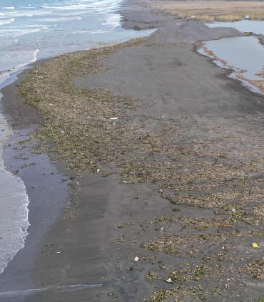 Su sümbülleri yağışla birlikte Akdeniz kıyısını yeşile bürüdü