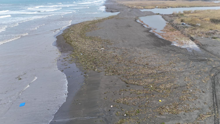Su sümbülleri yağışla birlikte Akdeniz kıyısını yeşile bürüdü