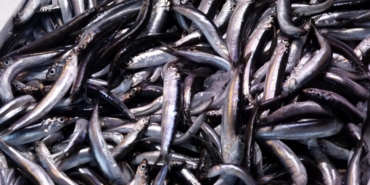 Su ürünleri 2025'te rekor ihracata ulaştı