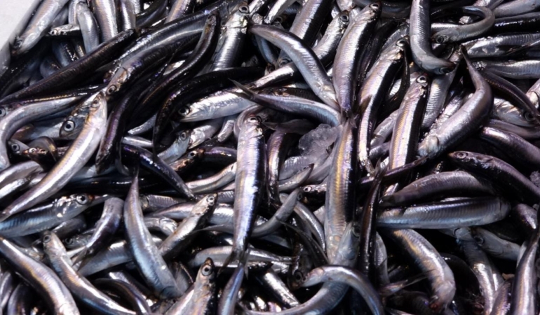 Su ürünleri 2025'te rekor ihracata ulaştı