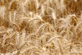 Su yetersizliği buğdayda verimi yüzde 40'a kadar düşürebilir