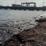 Tekirdağ'da sahilde kırmızı yosun birikti