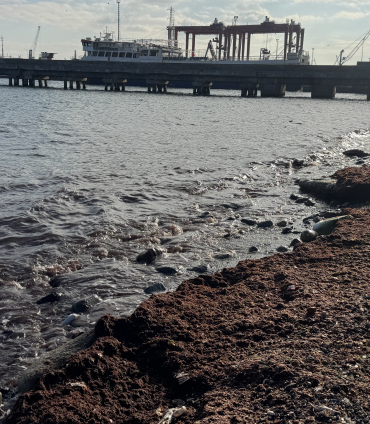 Tekirdağ'da sahilde kırmızı yosun birikti