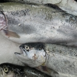 Türk somonu ihracatı 520 milyon doları aştı