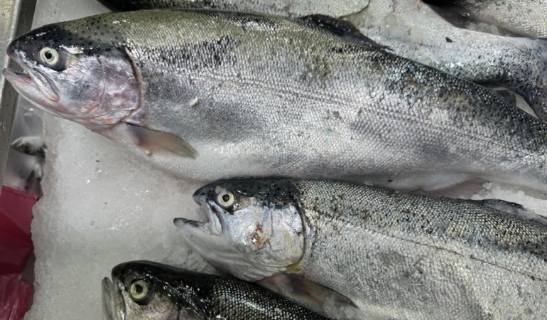 Türk somonu ihracatı 520 milyon doları aştı