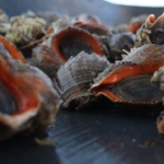 Türkiye'nin deniz salyangozu ihracatı 20,9 milyon doları aştı