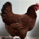 Yumurtacı tavukların kafes standartlarında değişikliğe gidildi