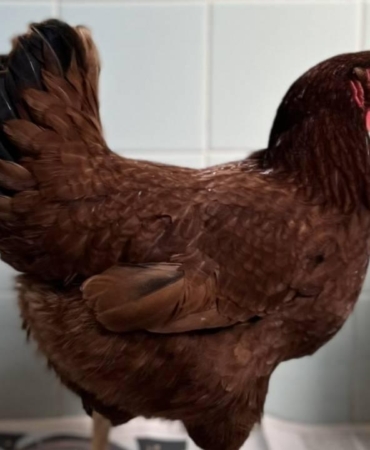 Yumurtacı tavukların kafes standartlarında değişikliğe gidildi