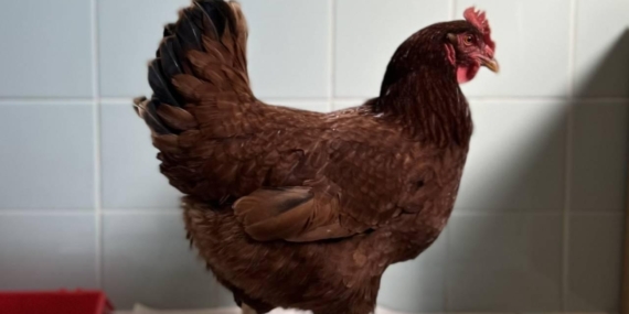 Yumurtacı tavukların kafes standartlarında değişikliğe gidildi