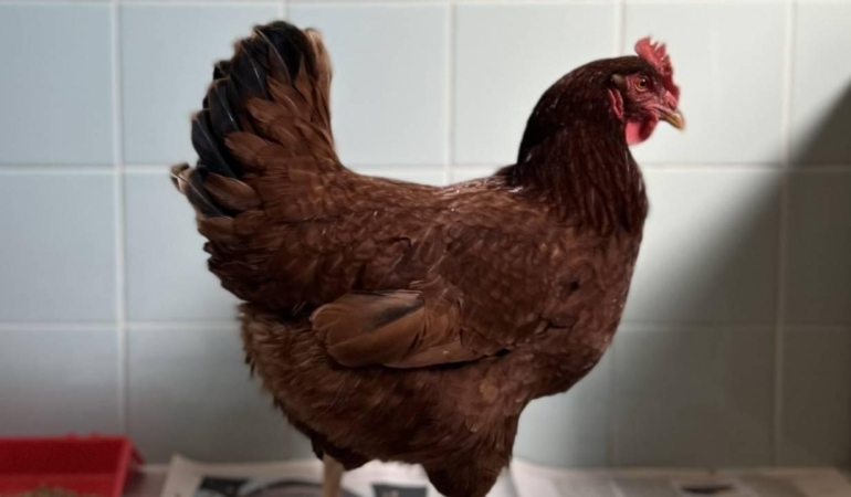 Yumurtacı tavukların kafes standartlarında değişikliğe gidildi