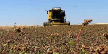 94,3 milyon liralık tarımsal destekleme ödemesi bugün yapılacak
