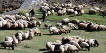 Aksaray'da küçükbaş hayvancılığa dev destek