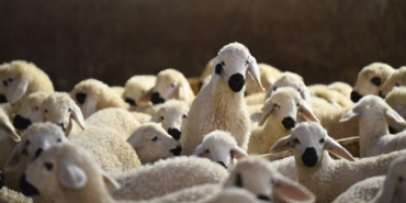 Aksaray'da küçükbaş hayvancılığa finansman desteği