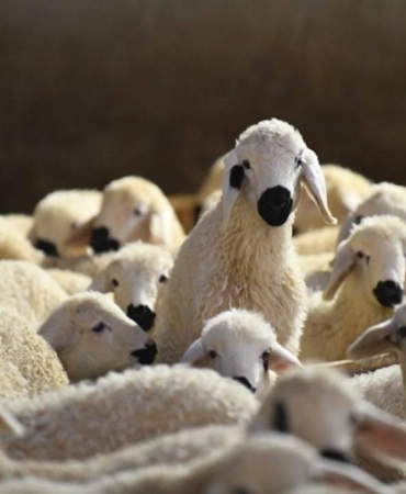 Aksaray'da küçükbaş hayvancılığa finansman desteği