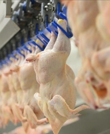 Bakanlık arztalep dengesi için kanatlı eti ihracatına 'dur' dedi