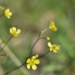 Cemre düşüyor, bahar yaklaşıyor