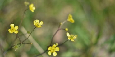 Cemre düşüyor, bahar yaklaşıyor