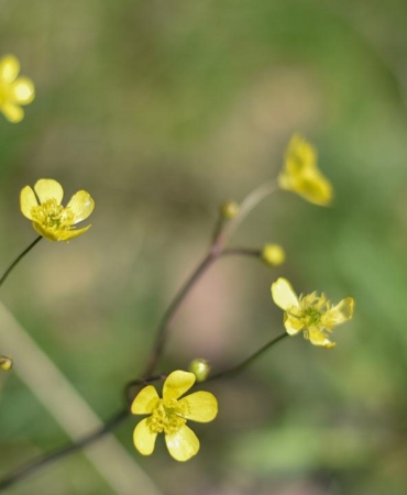Cemre düşüyor, bahar yaklaşıyor