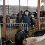 Depremde hayvanlarını kaybeden besici, devlet desteğiyle üretime devam ediyor