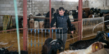 Depremde hayvanlarını kaybeden besici, devlet desteğiyle üretime devam ediyor