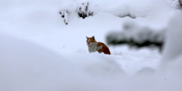 Doğu'da kar yağışı etkili oluyor