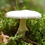 Dünyanın en zehirli mantarı daha ölümcül olmaya başladı