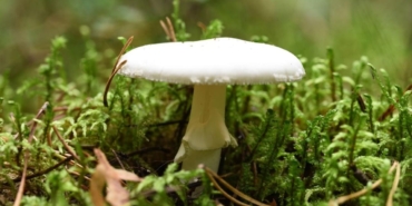 Dünyanın en zehirli mantarı daha ölümcül olmaya başladı