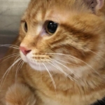 Evcil kedilerdeki kanser araştırmalarının, insanların tedavisinde umut olabileceği bildirildi