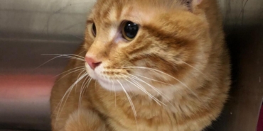 Evcil kedilerdeki kanser araştırmalarının, insanların tedavisinde umut olabileceği bildirildi