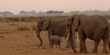 Fillerin hortumundaki bıyıkların dokunma duyusunda kilit rol oynadığı belirlendi