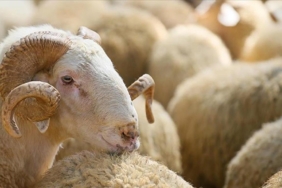 Hayvancılıkta yeni dönem: 150 bin küçükbaş ve faizsiz kredi desteği