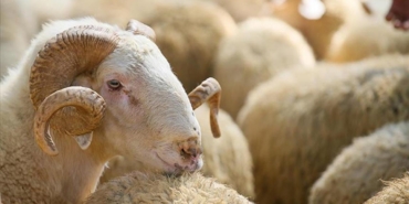 Hayvancılıkta yeni dönem: 150 bin küçükbaş ve faizsiz kredi desteği