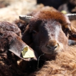 İngiltere'de kan donduran sadistlik: Koyuna işkence edip havai fişekle patlattılar