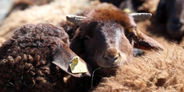 İngiltere'de kan donduran sadistlik: Koyuna işkence edip havai fişekle patlattılar