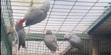 İstanbul Havalimanı'nda 20 papağan ele geçirildi