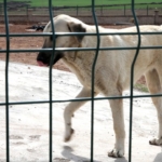 İstanbul Valiliği: 'Kuduz vakalarında patlama' haberleri gerçeği yansıtmıyor