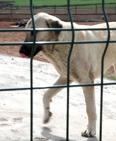 İstanbul Valiliği: 'Kuduz vakalarında patlama' haberleri gerçeği yansıtmıyor