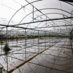 İzmir'de 6 günlük yağış şubat ayı ortalamasını geçti