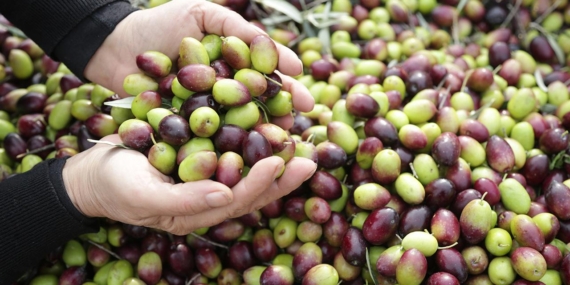 Milas Çekişke zeytinine AB tescili yolda