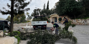 Muğla'da fırtına ağaçları devirdi
