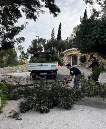 Muğla'da fırtına ağaçları devirdi