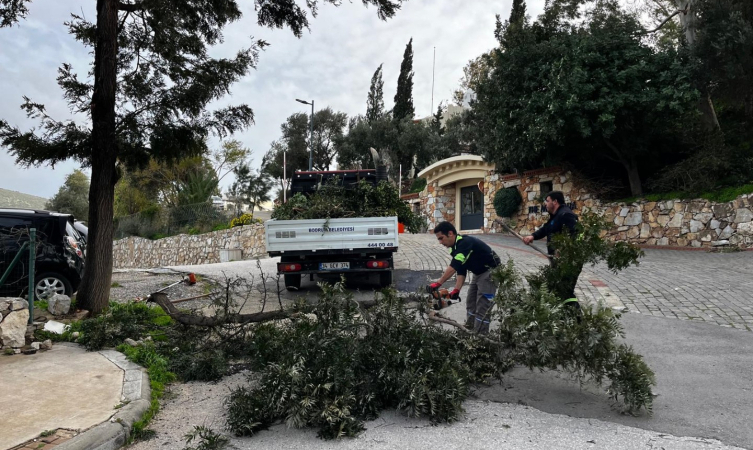 Muğla'da fırtına ağaçları devirdi