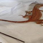 Nevşehir'de evinde izinsiz iguana besleyen kişiye para cezası uygulandı